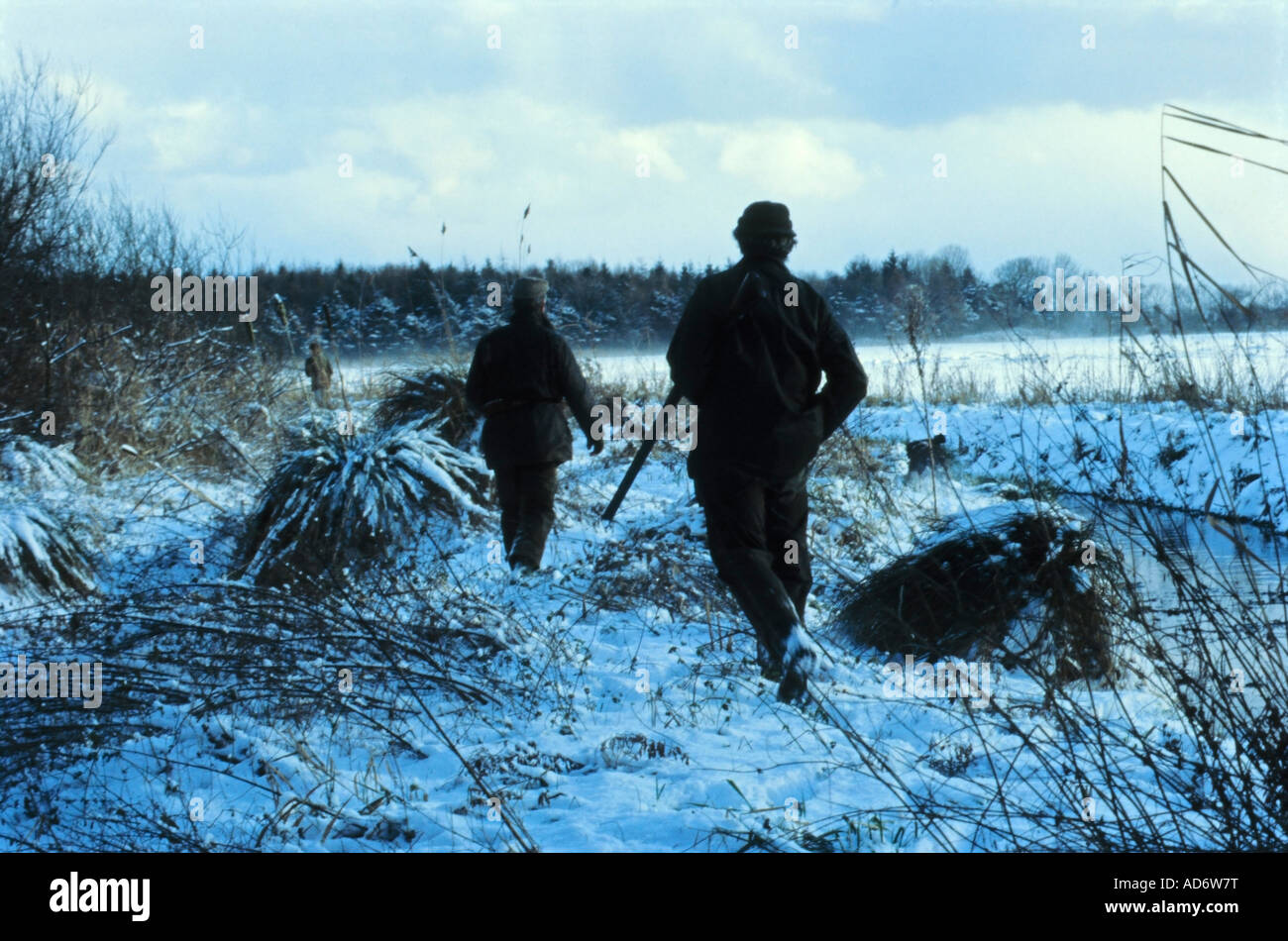 Pheasant e anatra tiro, campagna inverno scena, Norfolk, Inghilterra, Regno Unito Foto Stock