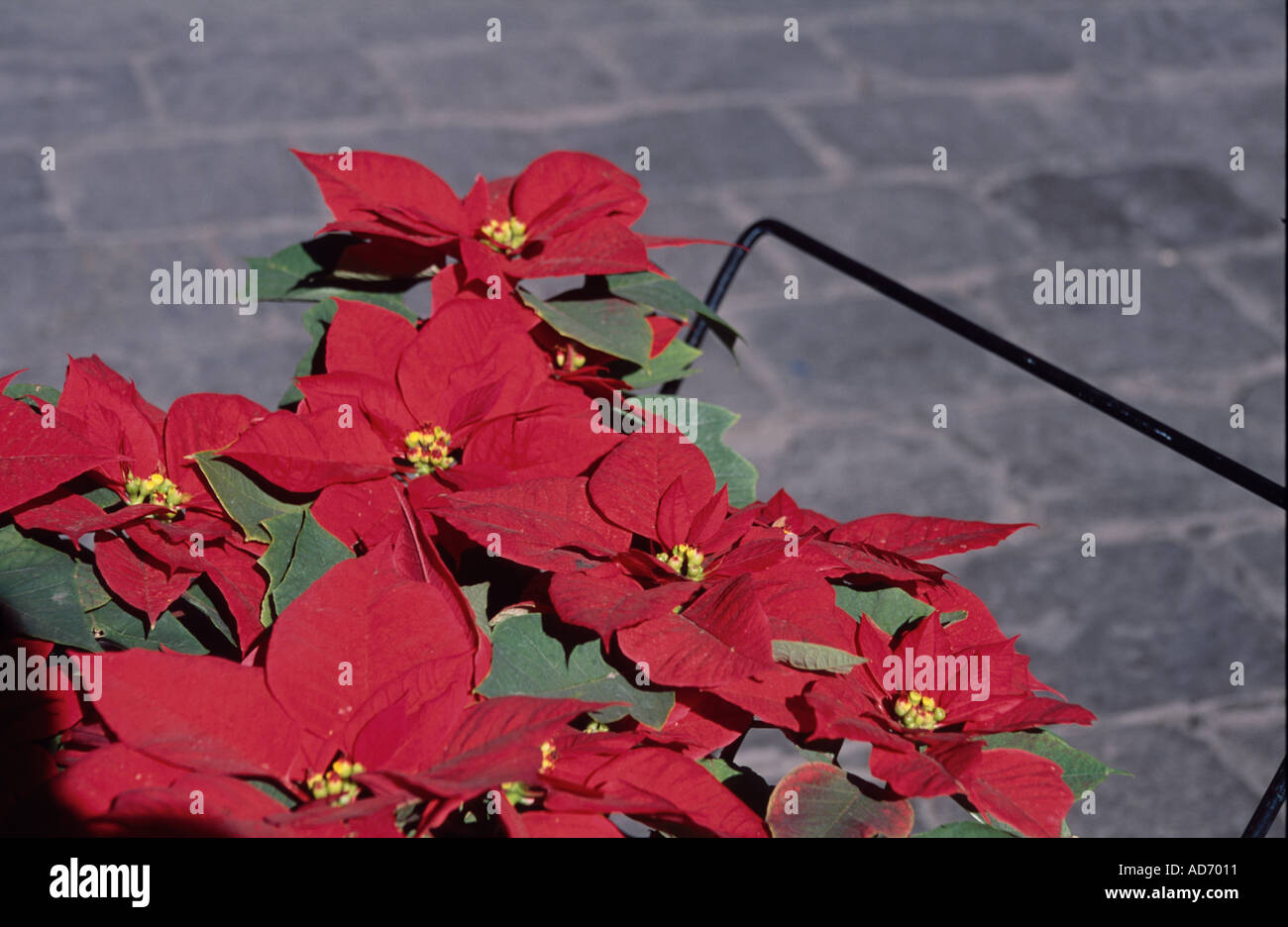 Poinsettias nel trolly Guanajuato Messico Foto Stock