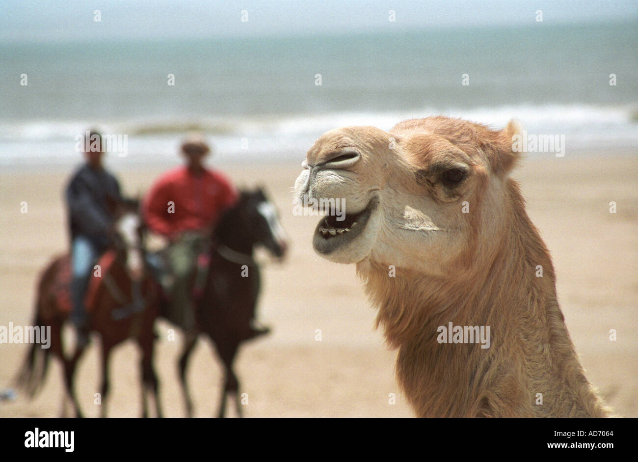 Piloti e cammello essaouira marocco Foto Stock