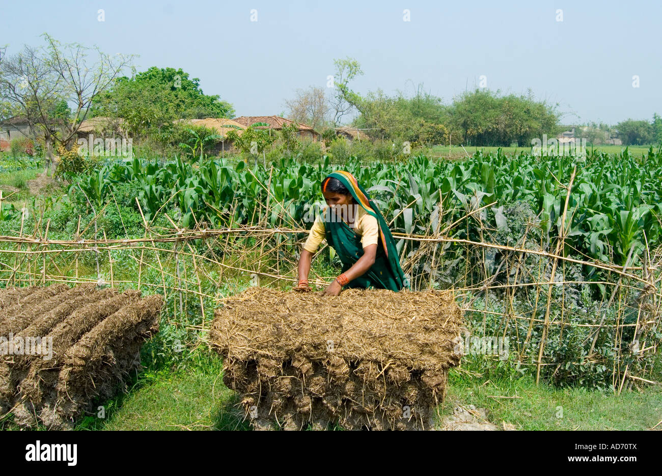 Landworker femmina in Bihar la preparazione di sterco di vacca per essere  essiccate per uso come legna da ardere o materiale da costruzione Foto  stock - Alamy