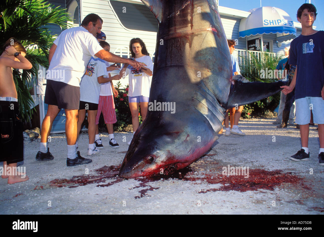La gente del posto OGLE un grande squalo bianco catturato su una linea lunga nei pressi di KEY LARGO FLORIDA Foto Stock