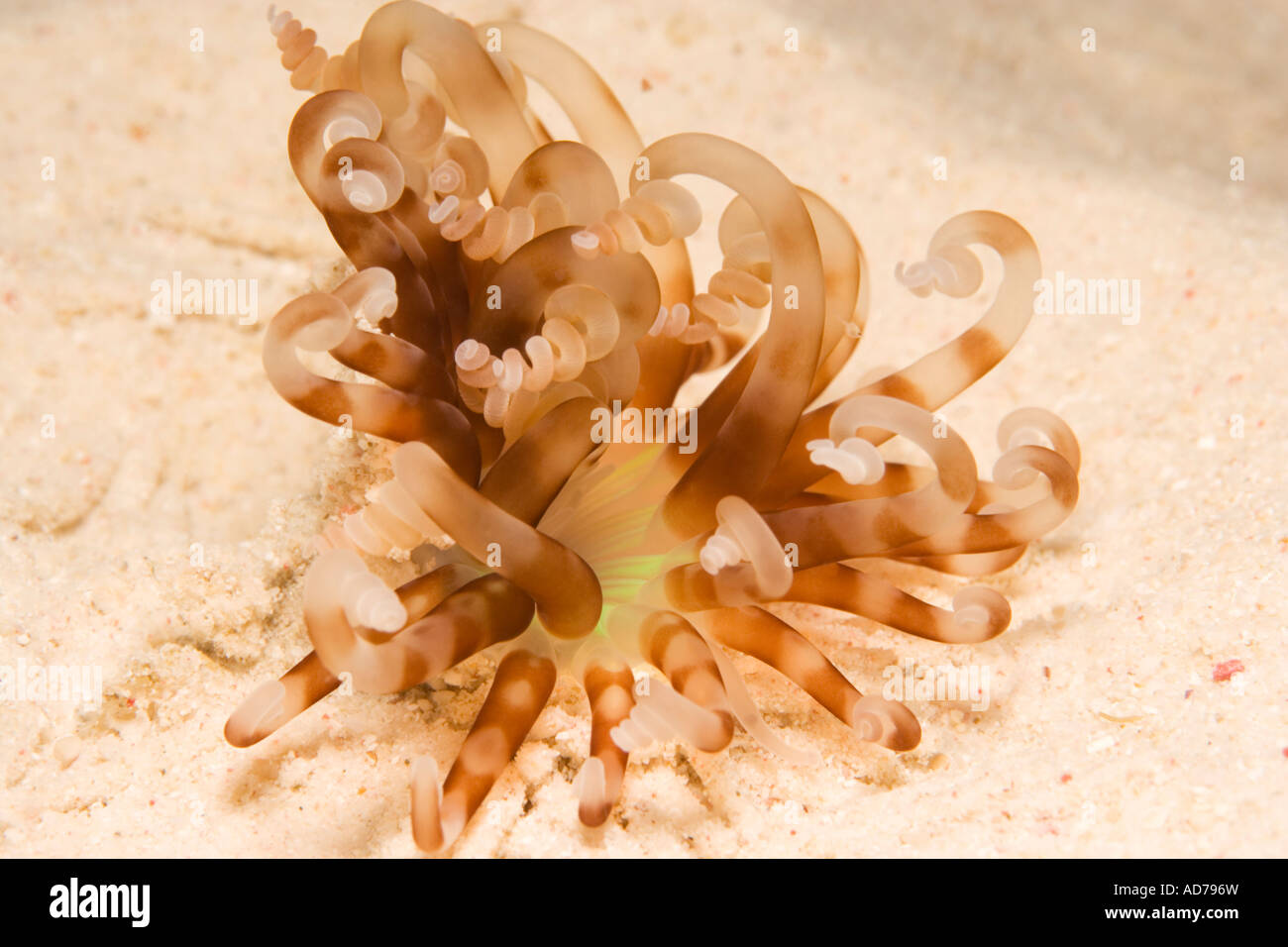 Anemone su patch di luce color sabbia, Bonaire, Netherland Antillies Foto Stock