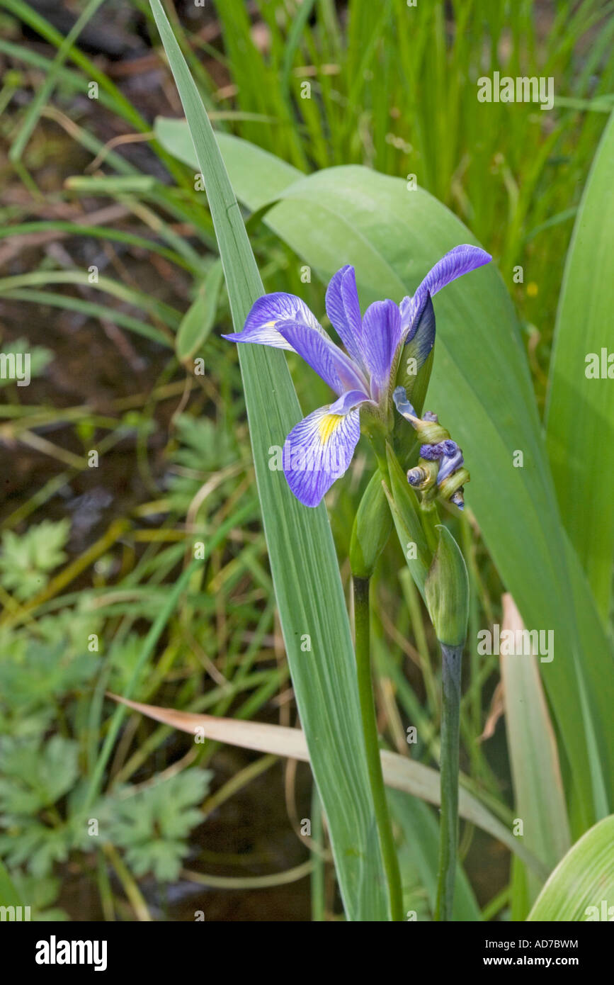 Virginia Iris Iris virginica Asheville Buncombe County North Carolina 13 maggio completa di impianti Iridaceae Foto Stock
