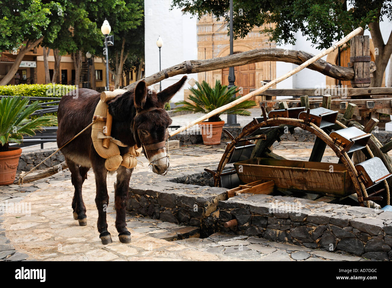 Ruota ad acqua con donkey in Pajara Fuerteventura Isole Canarie Foto Stock