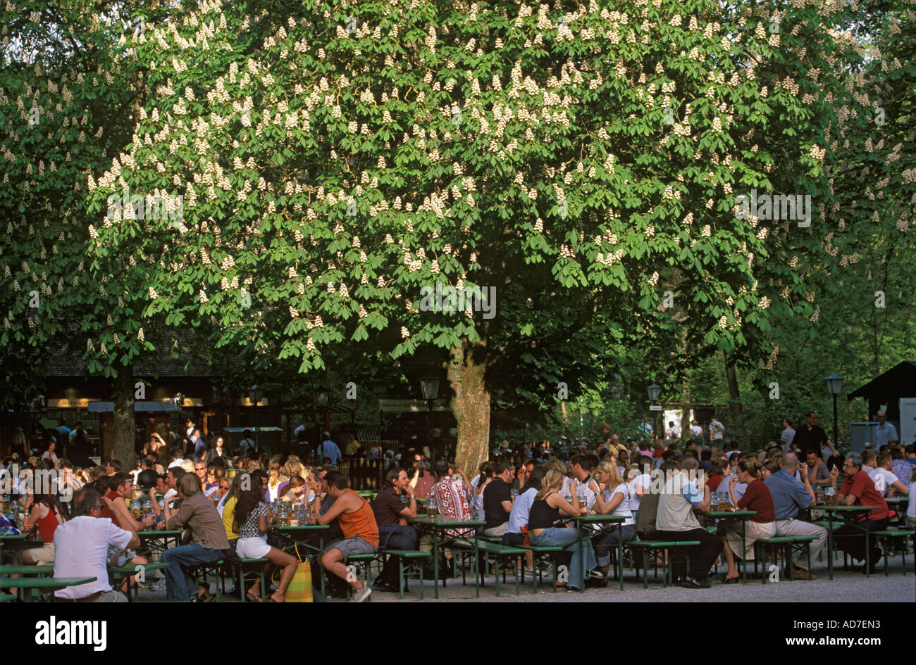 Giardino della birra Torre Cinese nel Giardino Inglese di fioritura degli alberi di castagno Monaco di Baviera Baviera Germania Foto Stock