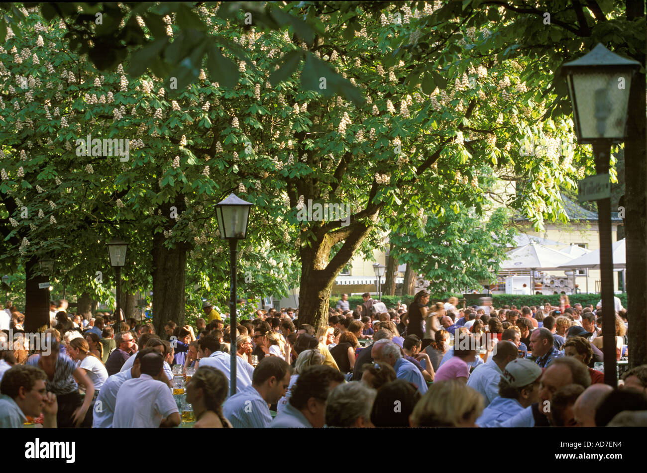 Giardino della birra Torre Cinese nel Giardino Inglese di fioritura degli alberi di castagno Monaco di Baviera Baviera Germania Foto Stock