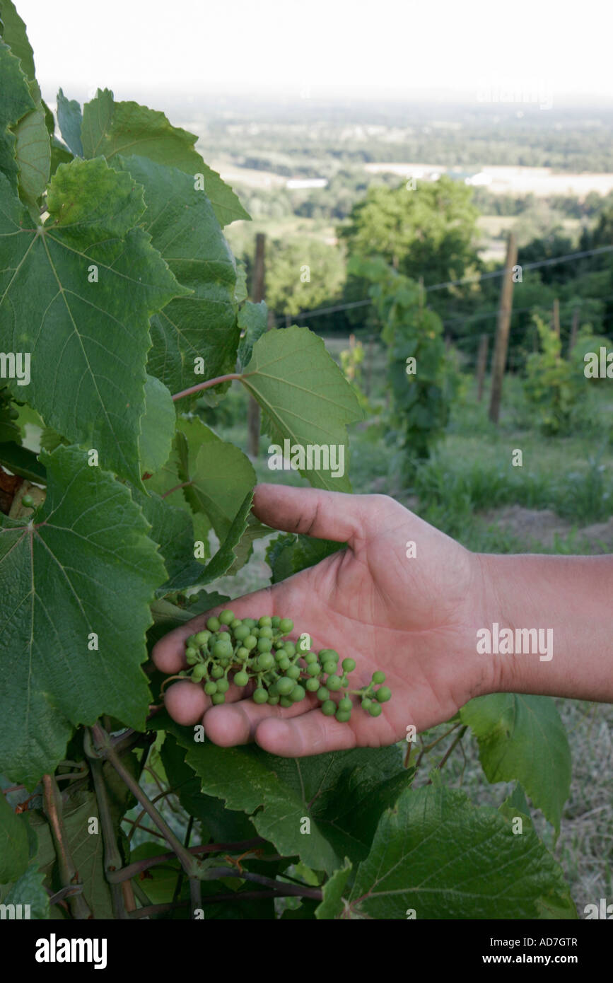 Virginia Loudoun County, Bluemont, vigneti Bluemont, vigneto, vino, uva, coltivazione, lavoratore, lavoratori, tiene, cluster, VA070620180 Foto Stock
