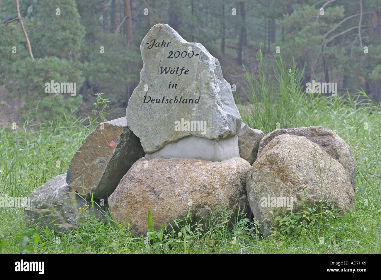 Lupi di benchmark in Germania Oberlausitz Sassonia Germania Foto Stock