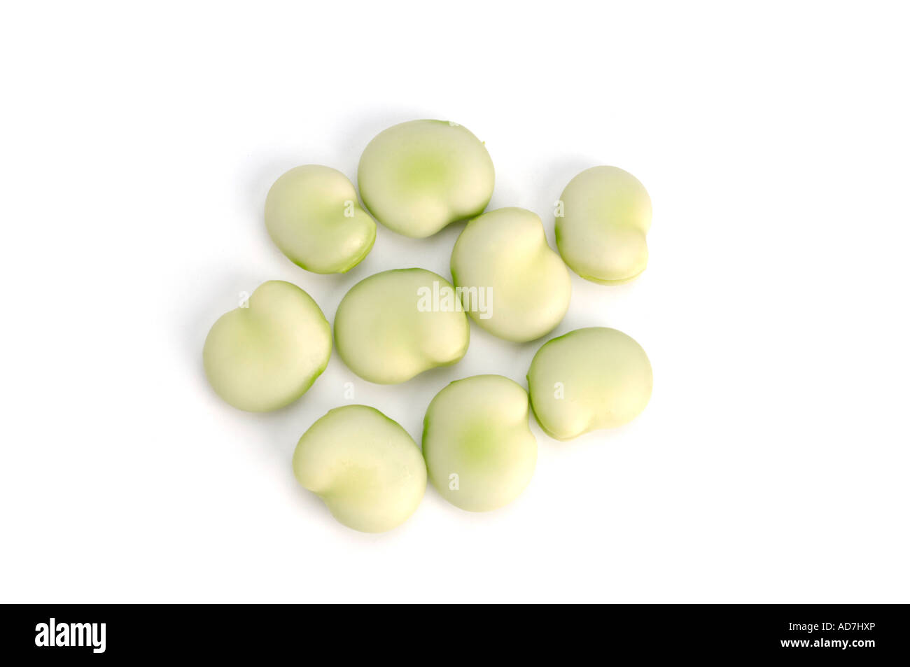 Ampia o Fava, fagioli Foto Stock