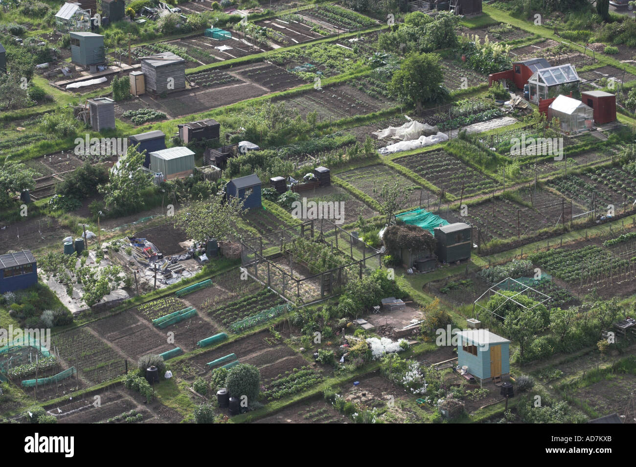 Assegnazioni di vegetali in Edinburgh Foto Stock