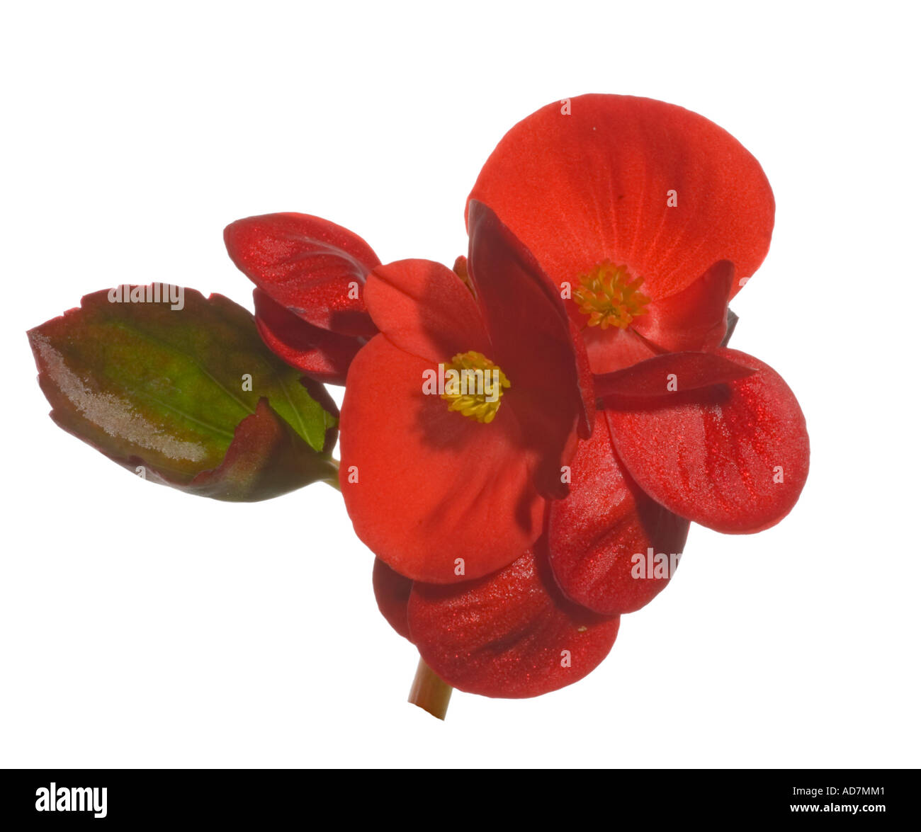 Begonia semperflorens, rosso. Foglia Flowerhead Surrey in Inghilterra Giugno Foto Stock