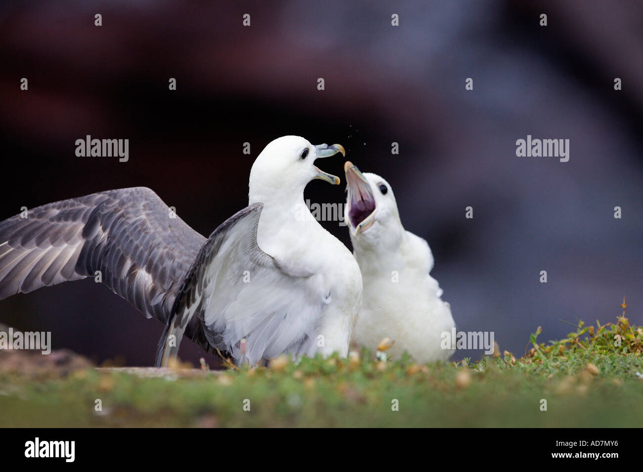 Fulmars Fulmarus glacialis litigando crab bay skokholm island Foto Stock