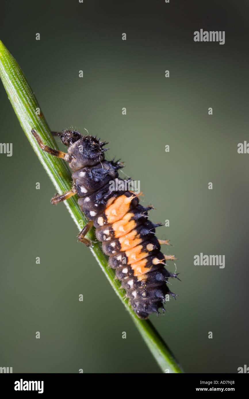 Harlequin Ladybird Harmonia axyridis larva su pine Potton Bedfordshire Foto Stock