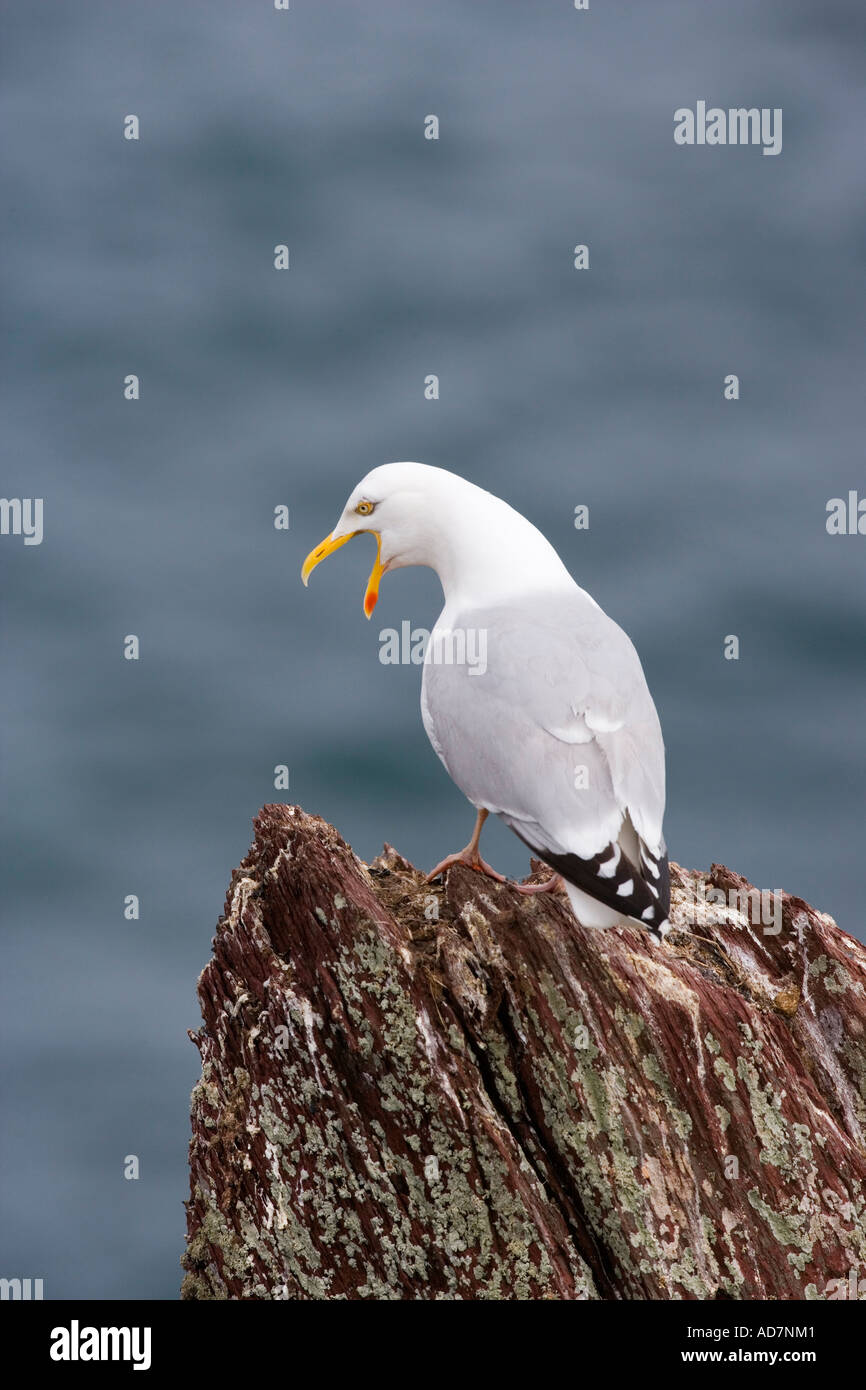 Herring gull Larus argentatus seduto sulla roccia con beack aperto chiamando guardando in giù con il mare sullo sfondo skokholm Foto Stock