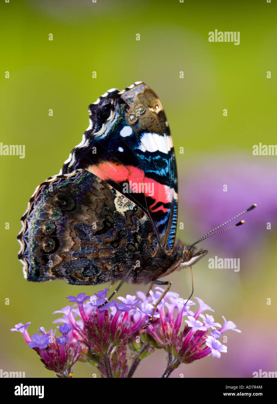 Red Admiral butterfly (Vanessa Atalanta) alimentazione da un fiore di Verbena Foto Stock