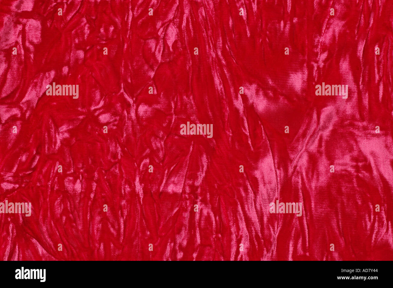 Rosso Velluto frantumato dsca 4900 Foto Stock