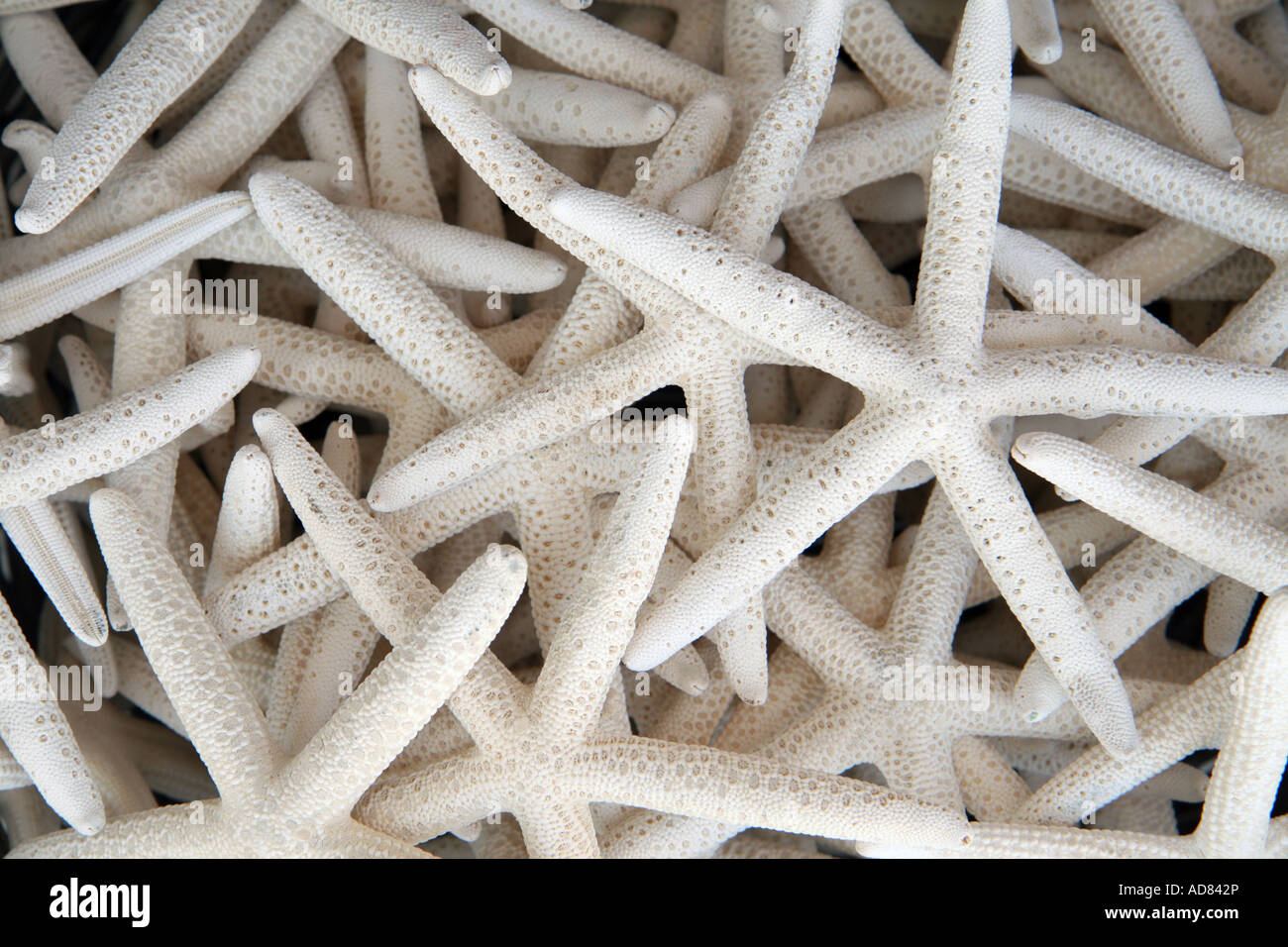 Starfish essiccato per la vendita in un greco souvenir shop in Platanias, Creta, Grecia Foto Stock