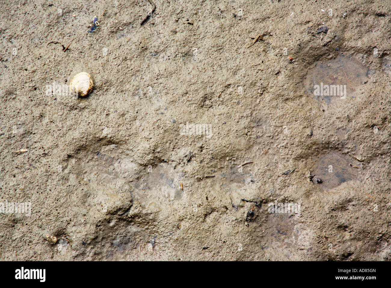 Clam Shell in sabbia Foto Stock