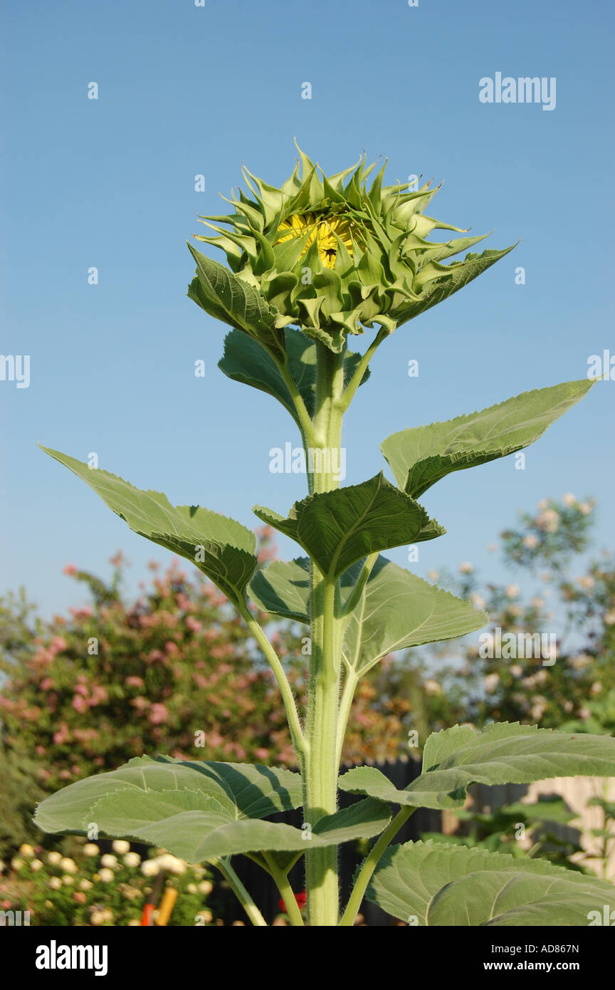 Chiuso il girasole Helianthus annuus circa alla fioritura Foto Stock