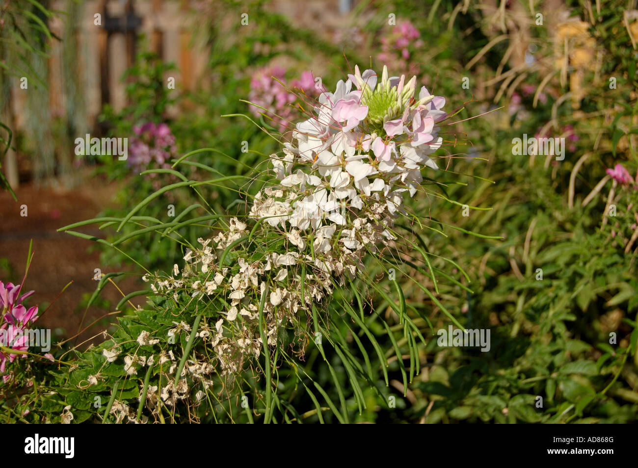 Cleome bianco o il ragno di piante e fiori Cleome hassleriana Foto Stock