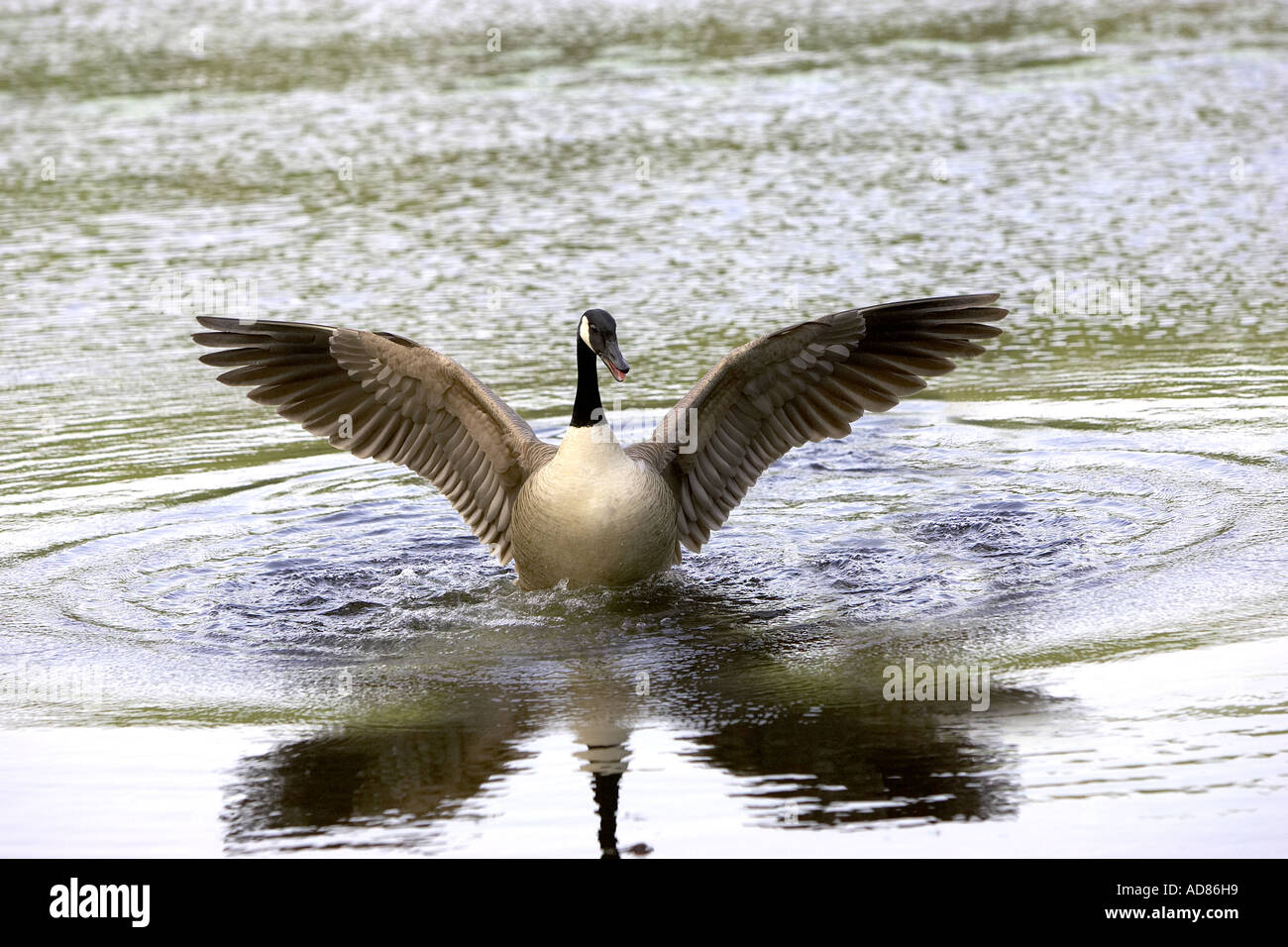 Maschio di oca in acqua animali animale bestia bestie uccelli oche creatura goose wildlife zoologia nazionalità canadese ecologia Foto Stock