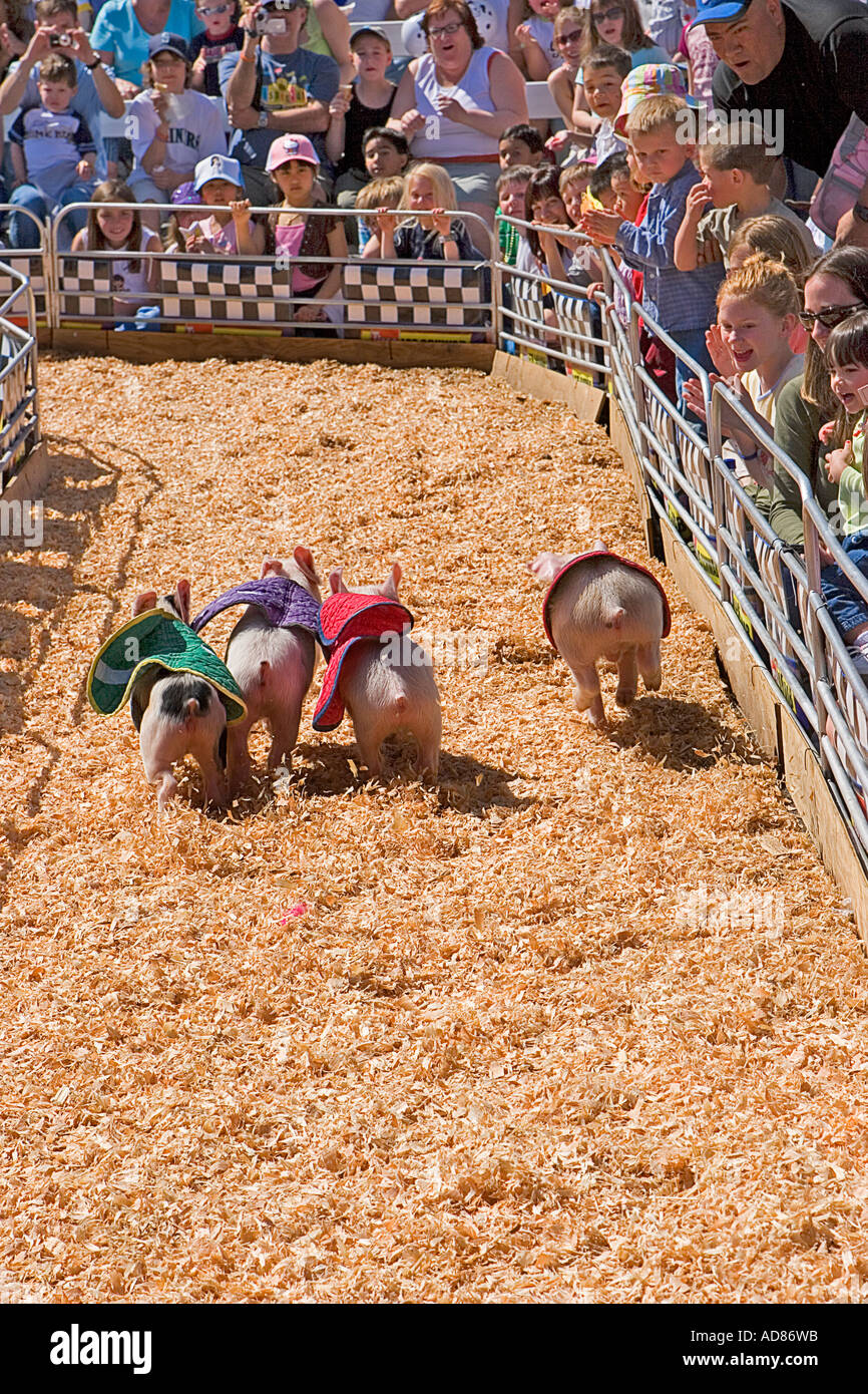 Immagine che mostra come la folla di bambini si riuniscono per guardare il Swifty suina vaso panciuto gare di maiale al Puyallup Fiera di Primavera Foto Stock