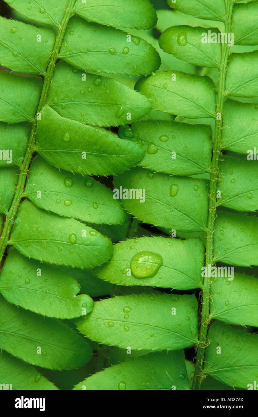 Gocce di pioggia sul nuovo Natale Fern foglie Polystichum acrostichoides Eastern USA, di Skip Moody/Dembinsky Photo Assoc Foto Stock