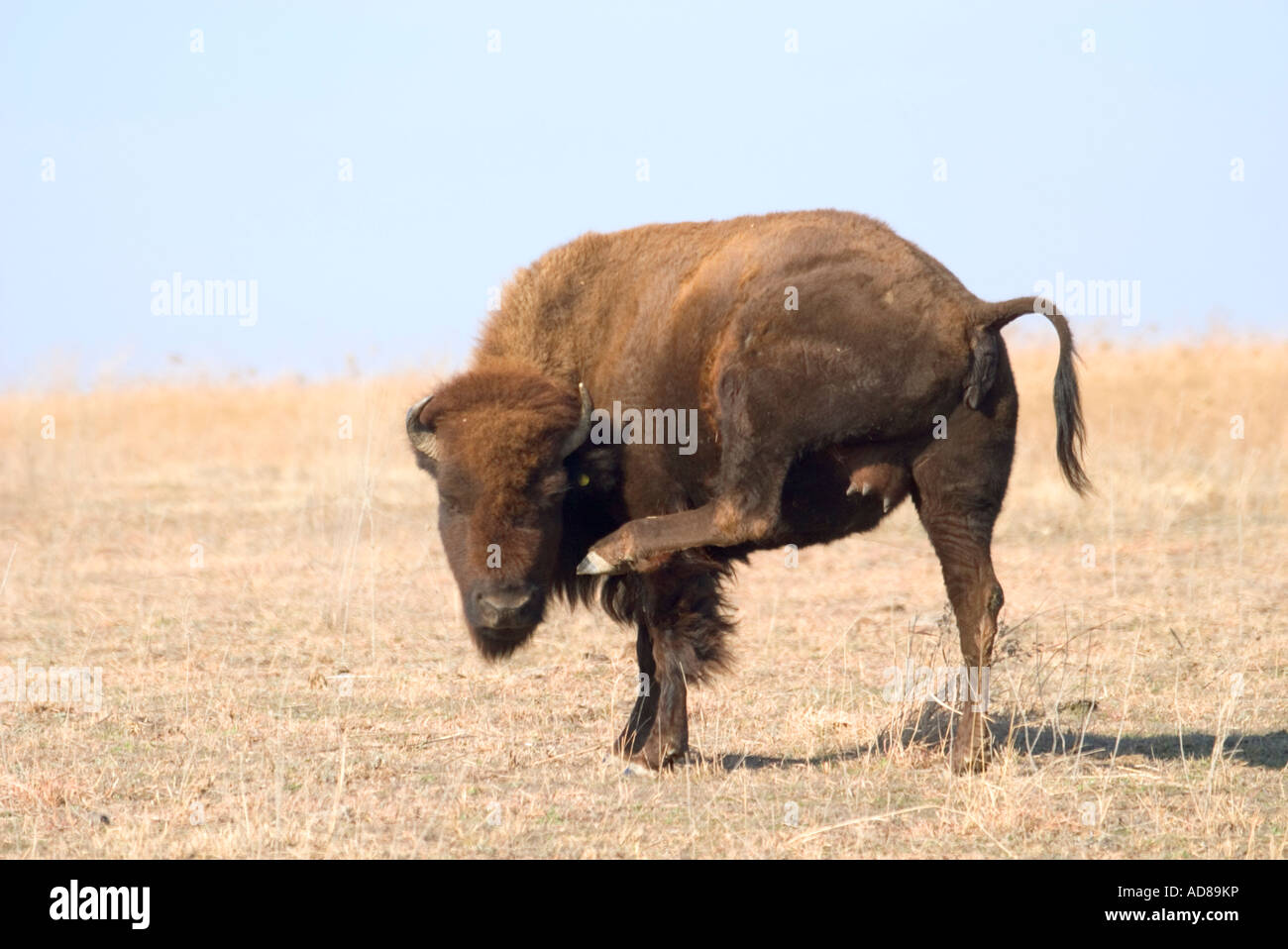 American Bison bison bison erba alta Prairie preservare Pawhuska Oklahoma Stati Uniti 8 Luglio Foto Stock American Bison bison bison erba alta Prairie preservare Pawhuska Oklahoma Stati Uniti 8 Luglio Foto Stock