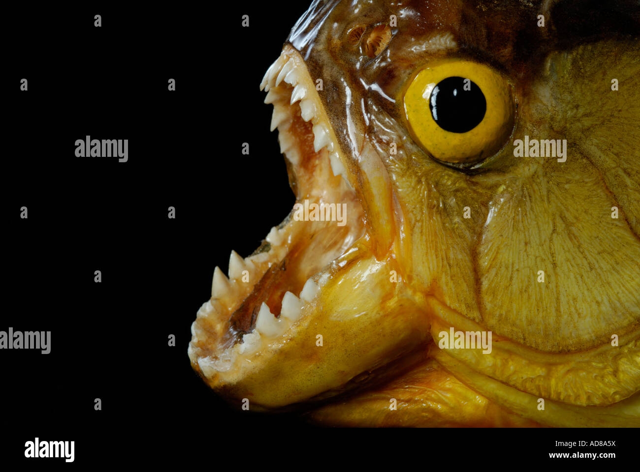 Piranha con la bocca aperta che mostra i denti contro lo sfondo nero Foto Stock