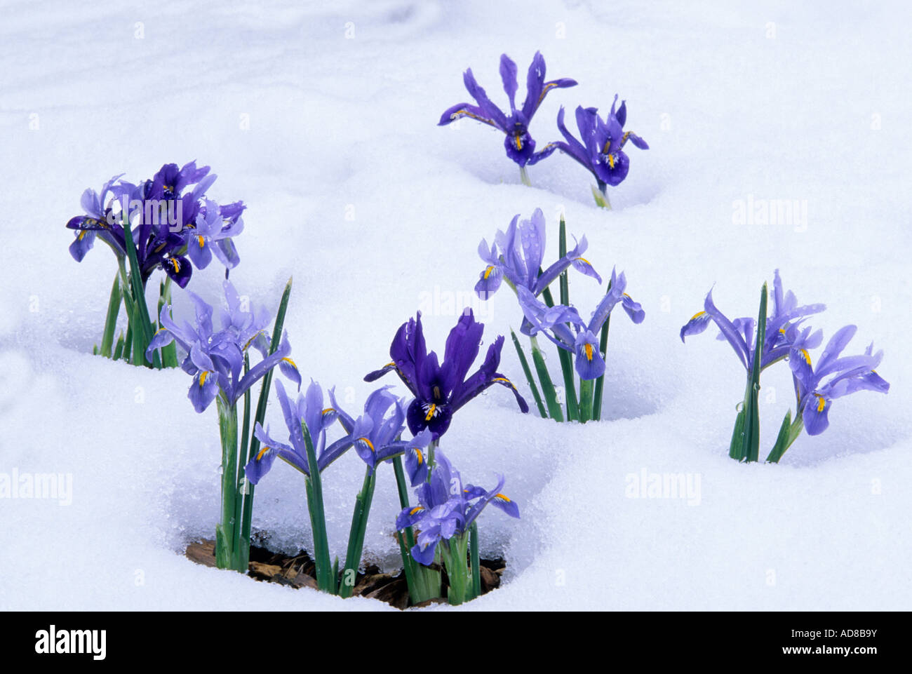 La nana olandese IRIS (Iris reticulata) e alla fine di neve di primavera. Paesaggio del Minnesota arboreto, CHANHASSEN, MINNESOTA Foto Stock