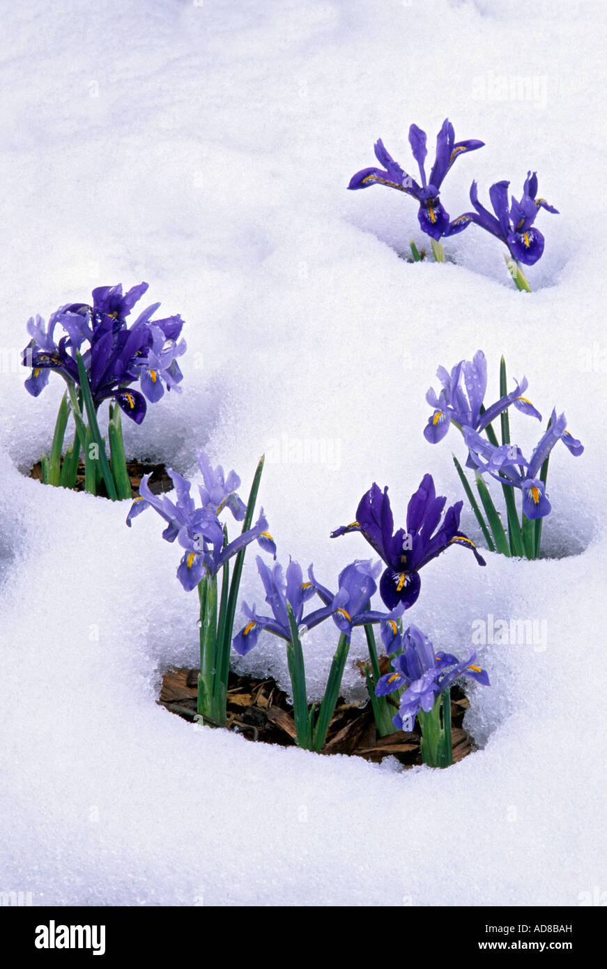 La nana olandese IRIS (Iris reticulata) e alla fine di neve di primavera. Paesaggio del Minnesota arboreto, CHANHASSEN, MINNESOTA Foto Stock