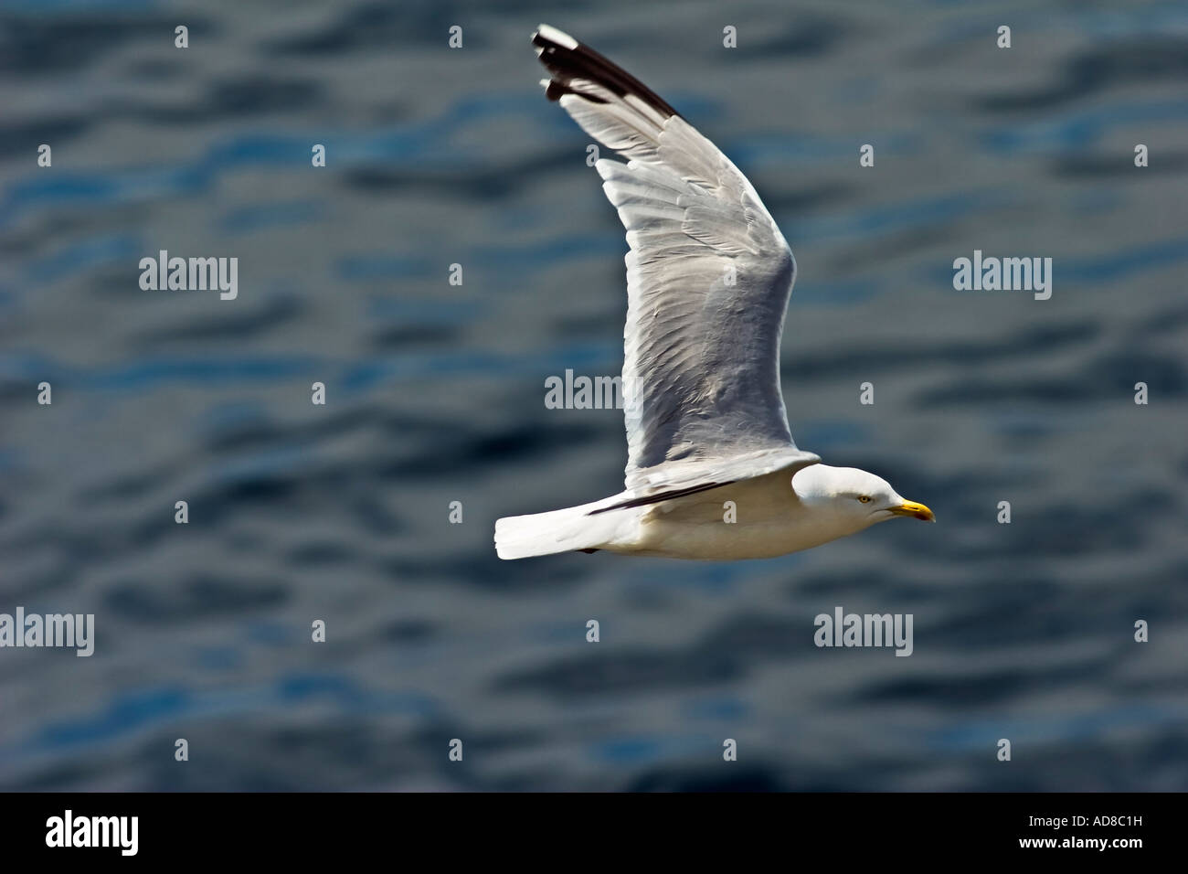 Larus argentatus, aringa gabbiano in volo Foto Stock