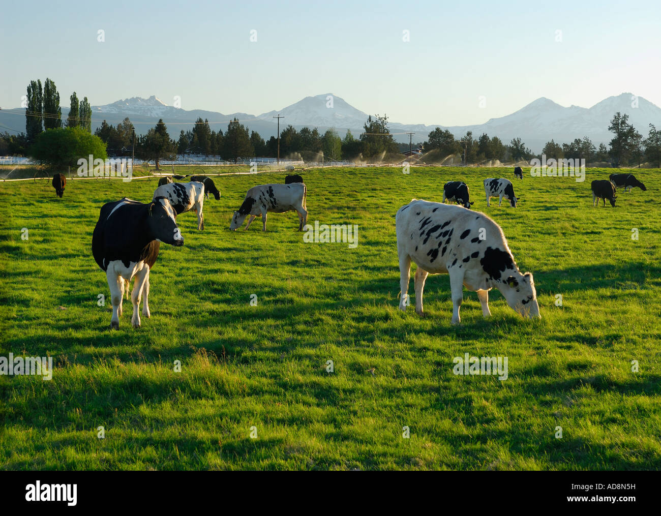 Holstein mucche al pascolo su prato pascolo al tramonto in Oregon USA Foto Stock