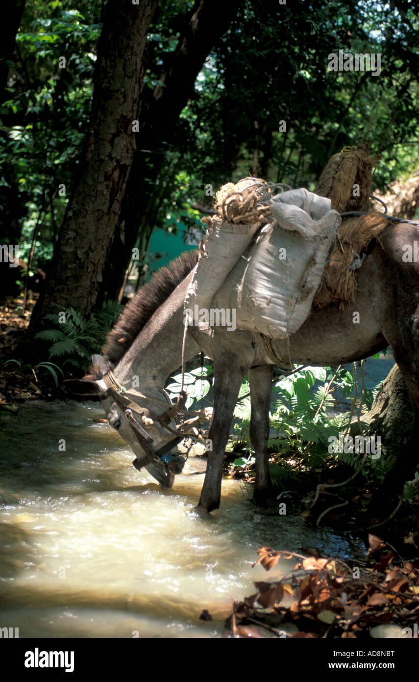 Repubblica Dominicana Pack mule bere dal flusso Bermudez National Park Trail a Pico Duarte Foto Stock