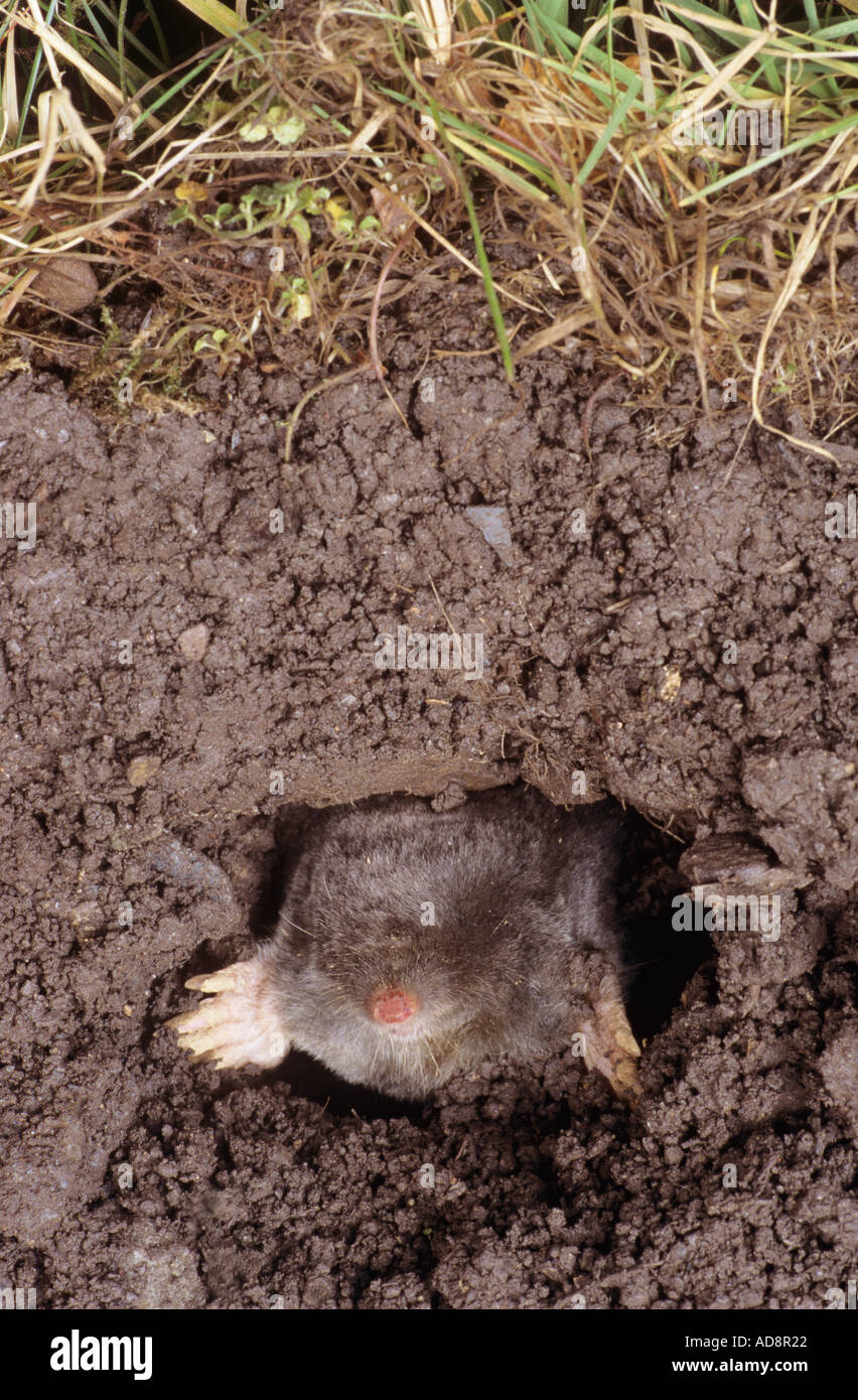 Mole in un buco Foto Stock