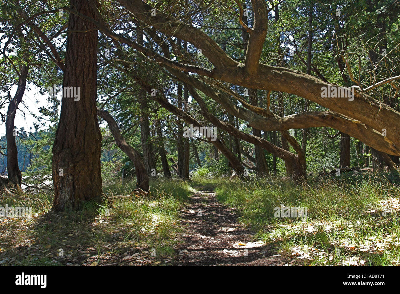 Sentieri escursionistici sotto la tettoia di alberi Newcastle Marina Isola Parco Provinciale della Columbia britannica in Canada Foto Stock