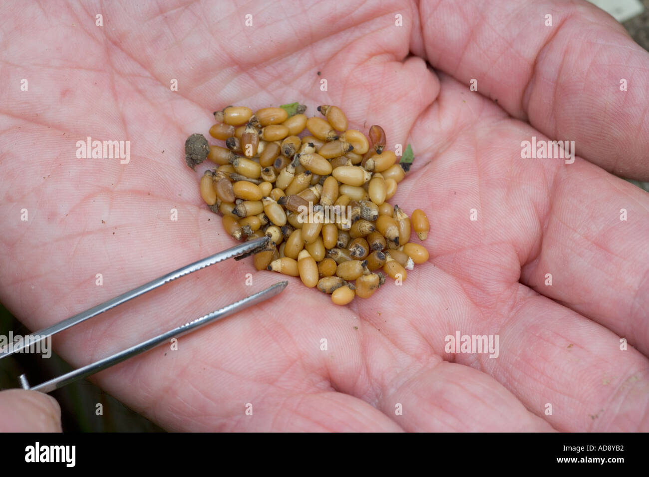 Campo di grano di vacca Melampynum arvense semi raccolti Foto Stock