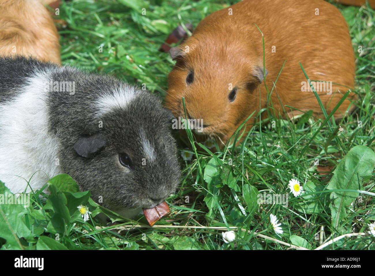 Animali cavie in fuori l'esecuzione. Foto Stock