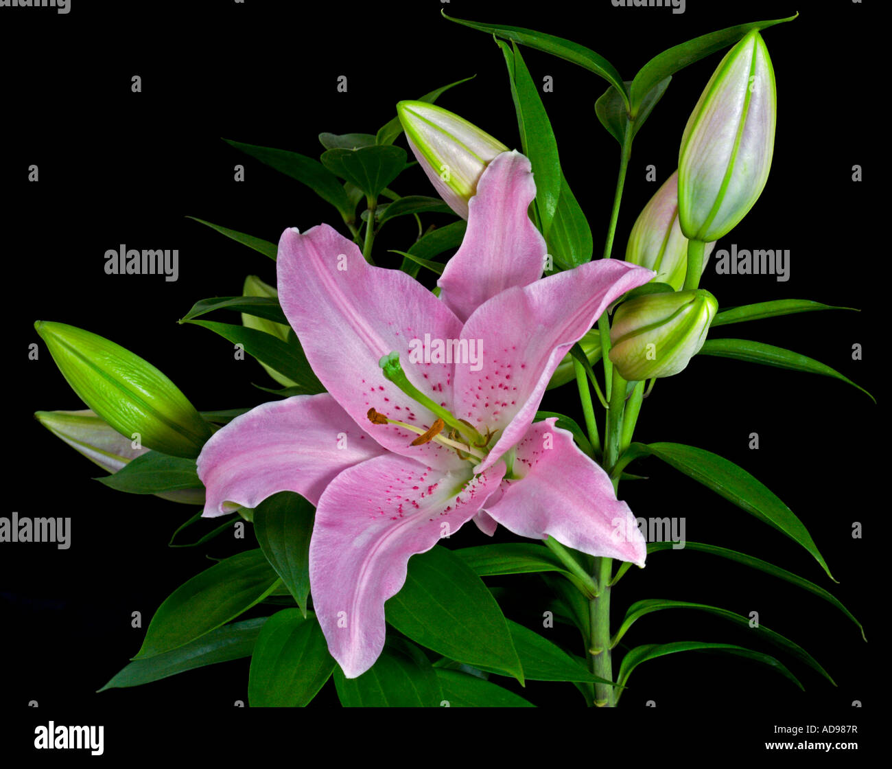 Rosa Oriental Lily Faralito Foto Stock