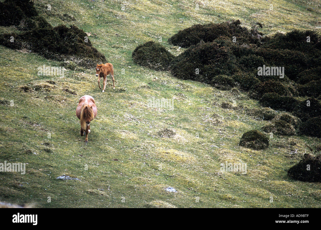 Pony con il puledro in Snowdonia Galles del Nord Foto Stock