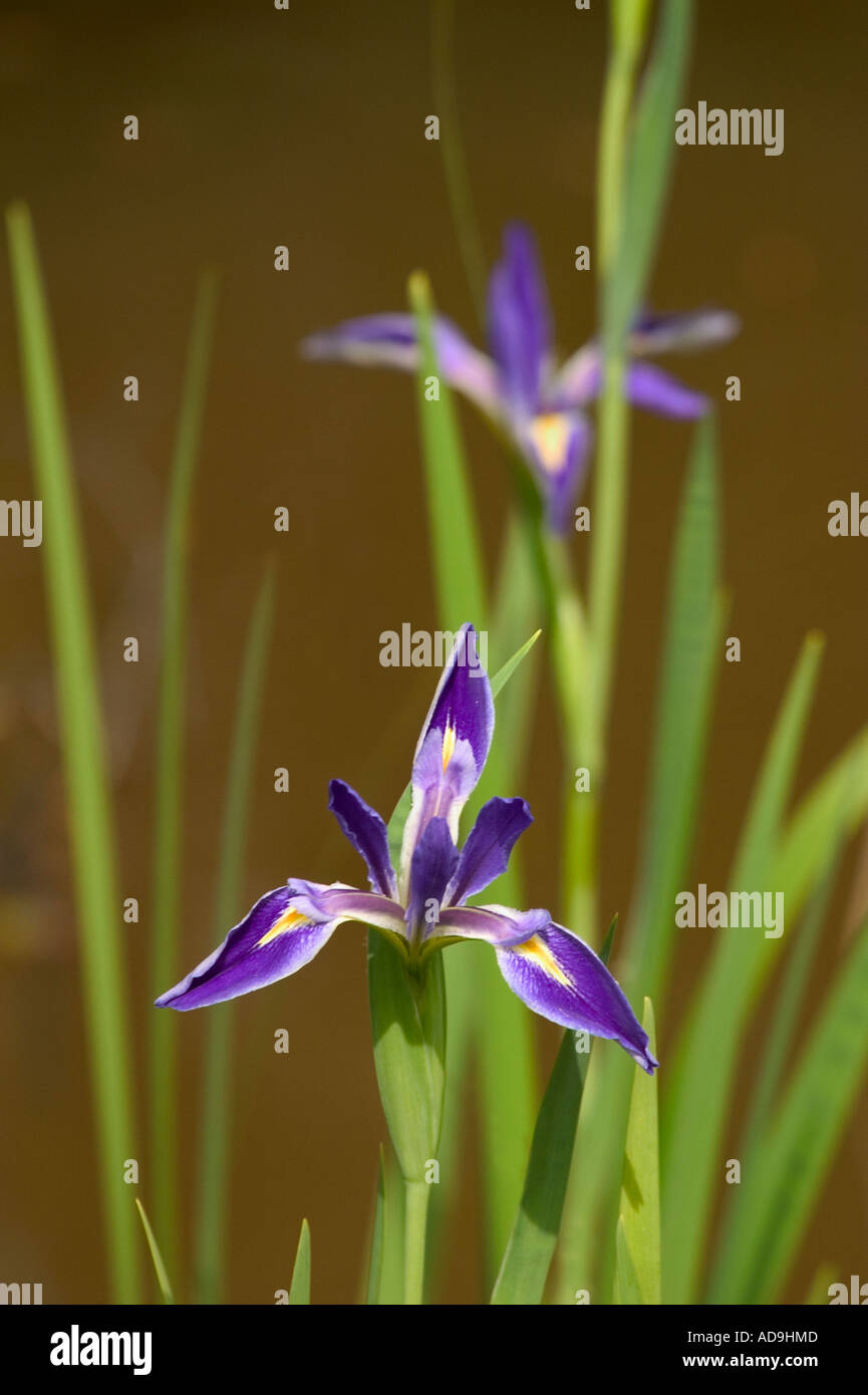 Bandiera Blu Iris Iris virginica in Myakka River State Park Sarasota Florida Foto Stock