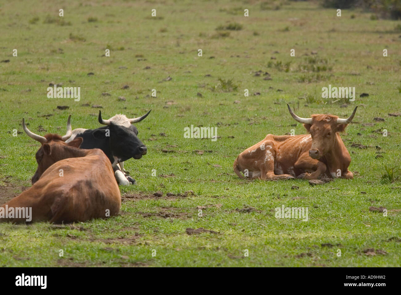 Florida Cracker bestiame in Babcock Wilderness Adventures ranch in Punta Gorda Florida Foto Stock