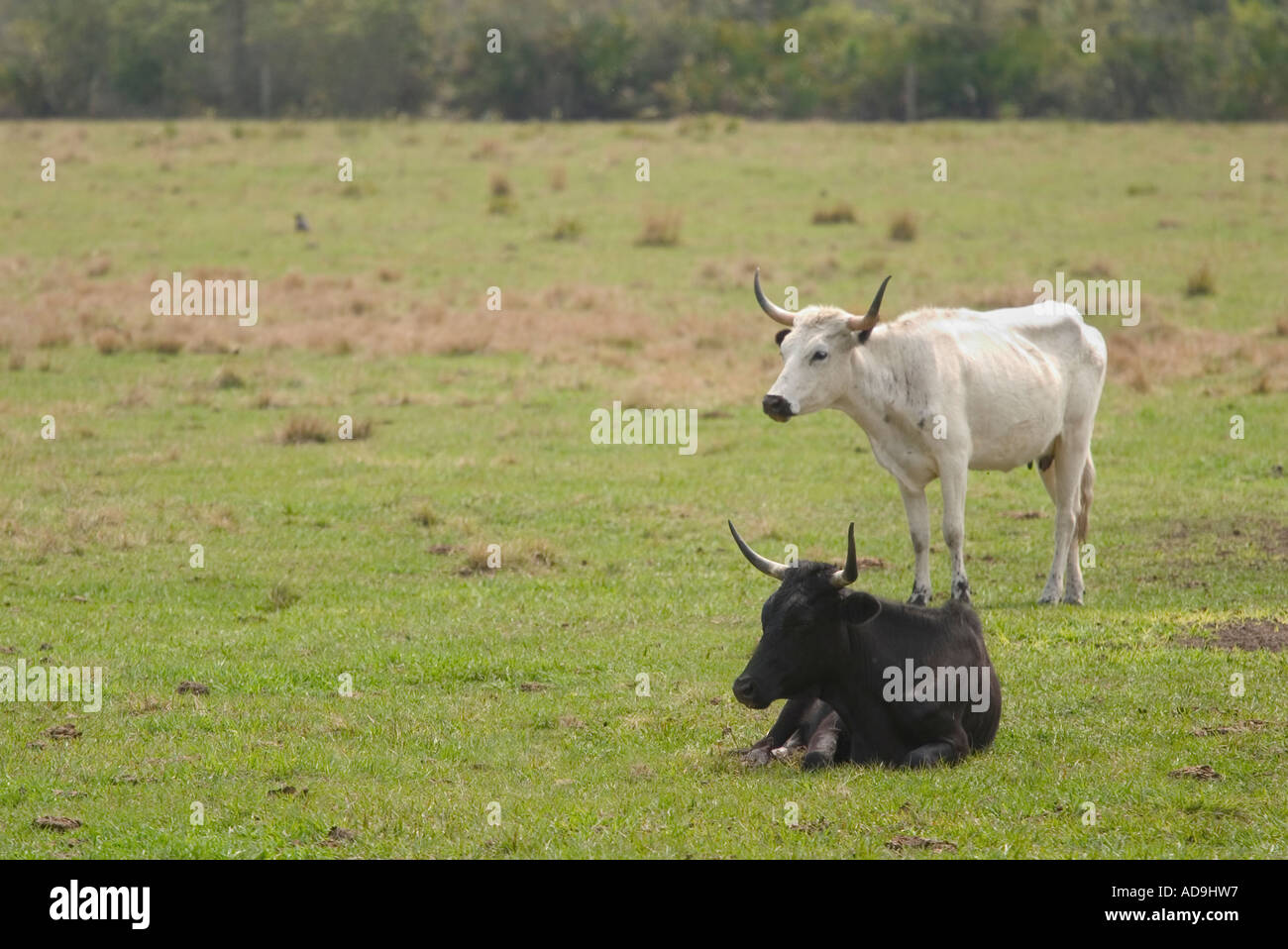 Florida Cracker bestiame in Babcock Wilderness Adventures ranch in Punta Gorda Florida Foto Stock