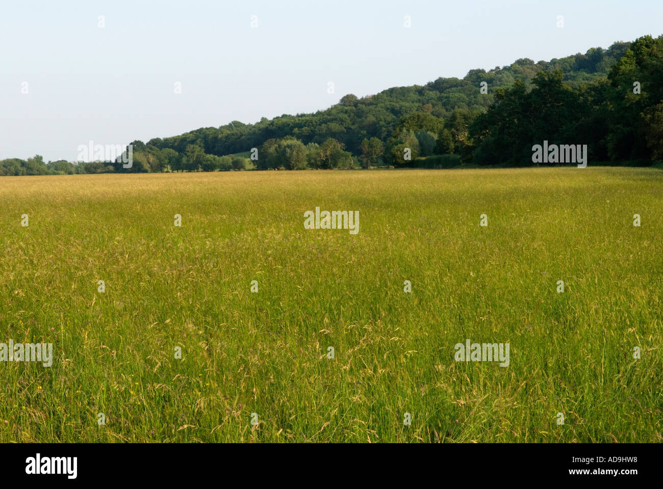 Egham Runnymede vicino a Windsor .La Magna Carta prato d'acqua. Surrey in Inghilterra 2006 Foto Stock