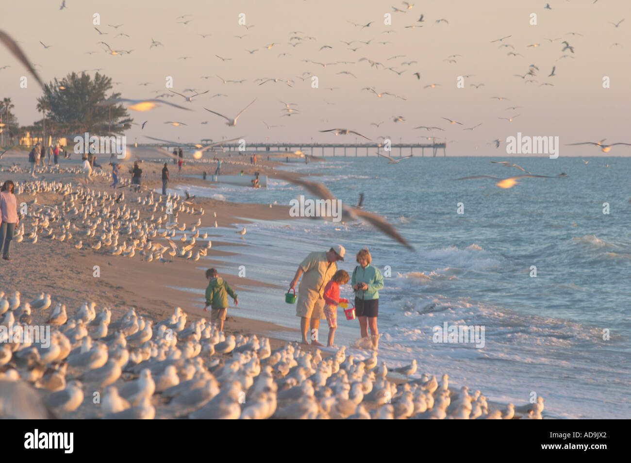 Gabbiani e famiglia sulla spiaggia di Venezia al tramonto Venezia Florida Foto Stock