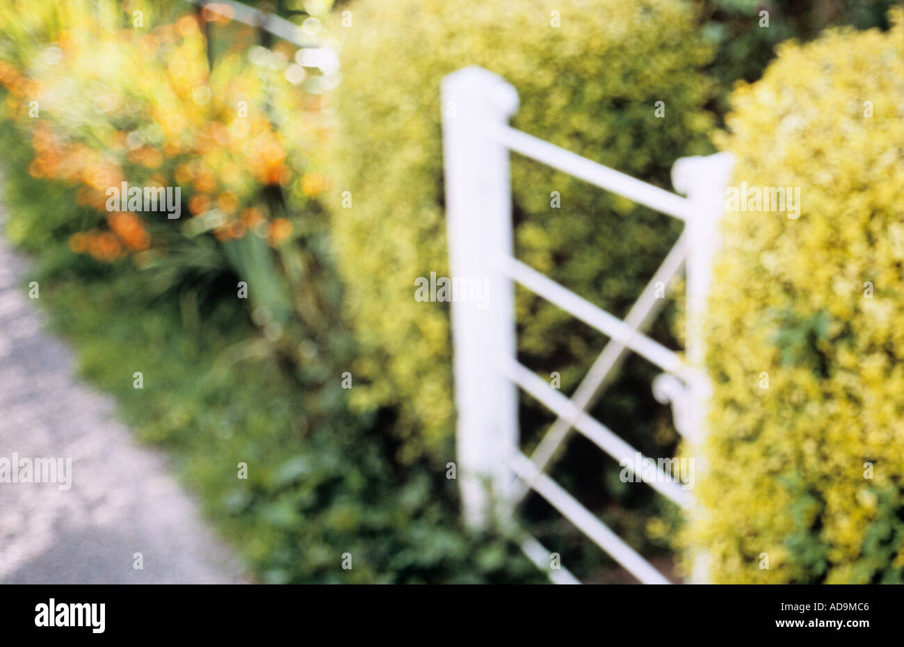 Cottage Defocussed gate giallo con siepi di ligustro o Ligustrum ovalifolium Aureum e Montbretia arancione o Crocosmia crocosmi Foto Stock