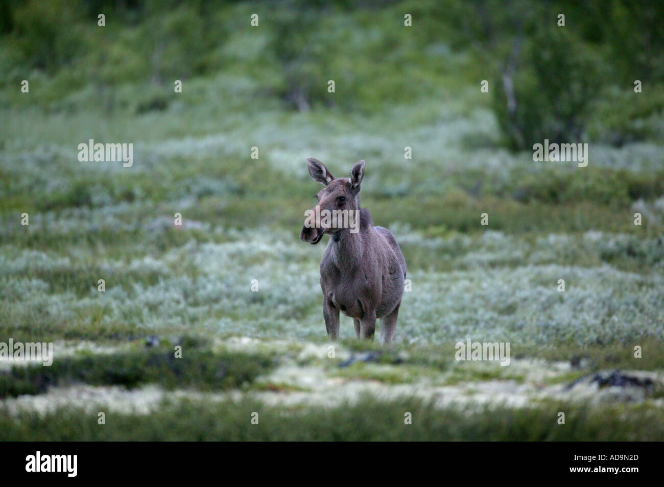 Elk, Alces alces, su un inizio di estate mattina a Fokstumyra riserva naturale, Dovre, Norvegia. Foto Stock