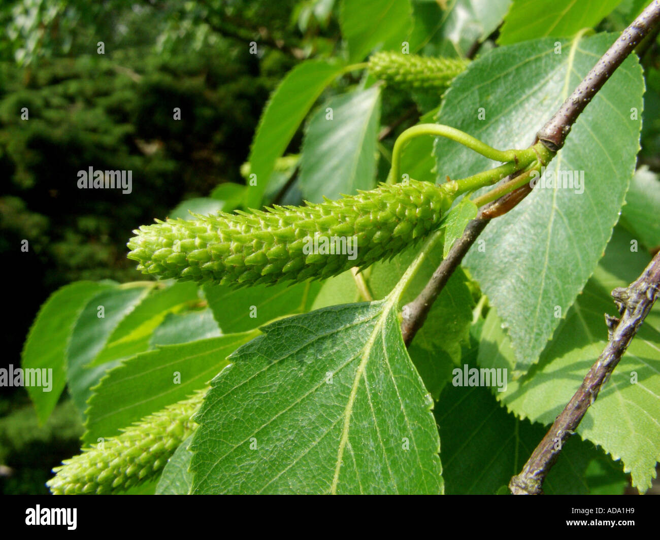 Roverella (betulla Betula utilis), infrutescence immaturo Foto Stock
