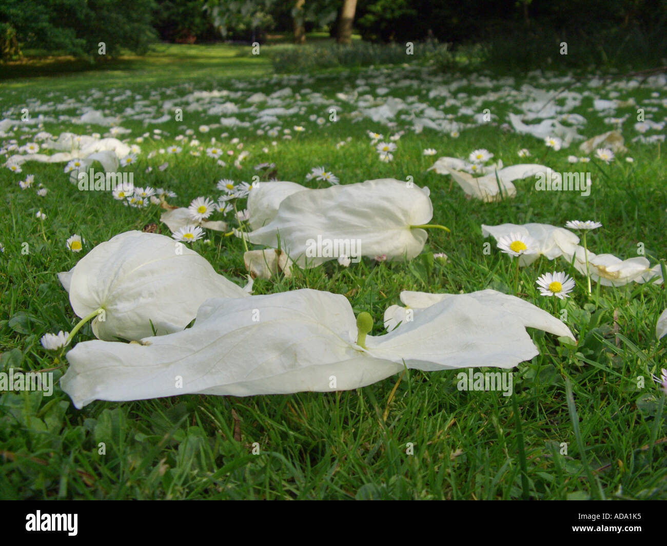 Pocket-fazzoletto tree (Davidia involucrata), infiorescenze caduti in un parco Prato Foto Stock