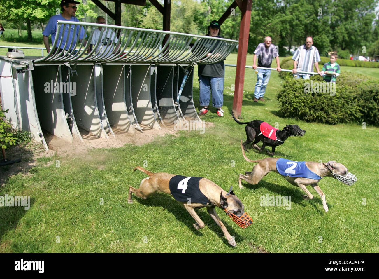 Il whippet (Canis lupus f. familiaris), racing start, Germania Foto Stock